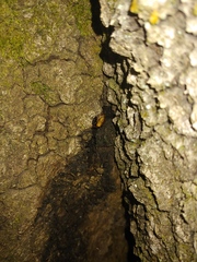 Parcoblatta caudelli