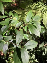 Viburnum integrifolium