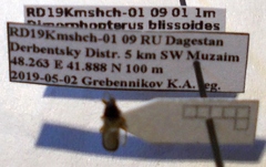 Dimorphopterus blissoides