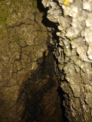 Parcoblatta caudelli