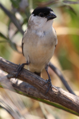 Sporophila pileata