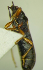 Dimorphopterus blissoides