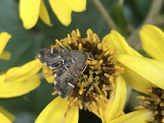 Hymenia perspectalis