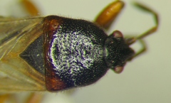 Dimorphopterus blissoides