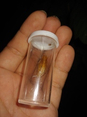 Parcoblatta caudelli