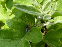 Camponotus vestitus