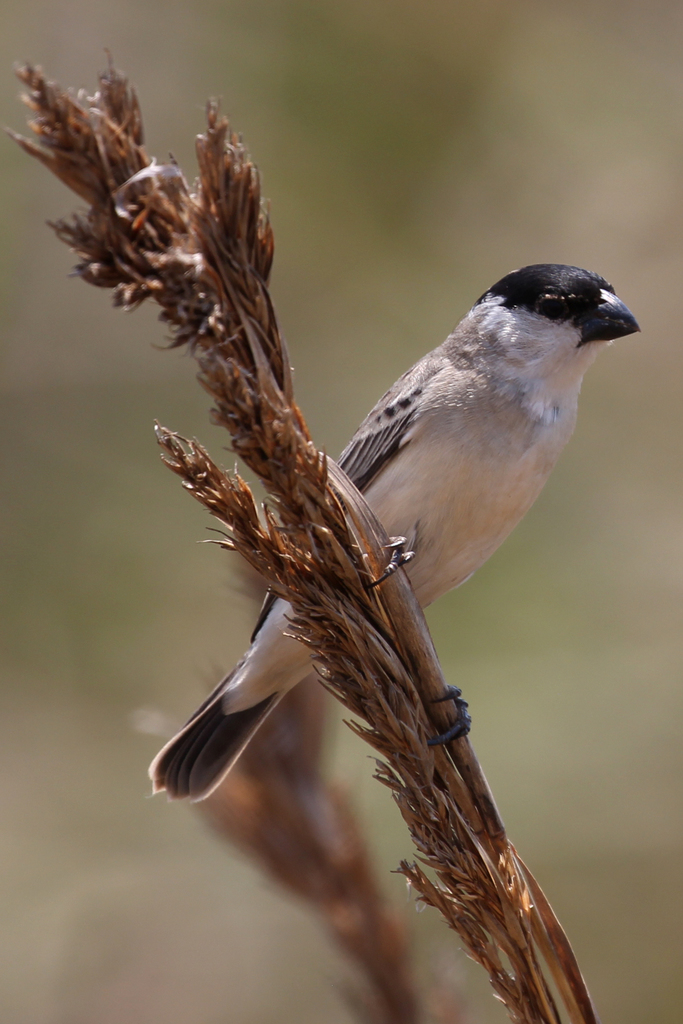 Pearly-bellied Seedeater photo
