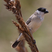 Pearly-bellied Seedeater - Photo (c) jairo ortiz, some rights reserved (CC BY-NC), uploaded by jairo ortiz