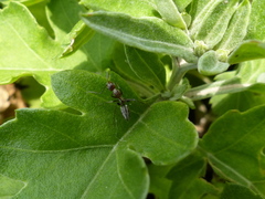 Camponotus vestitus