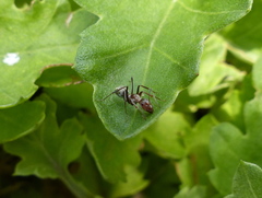 Camponotus vestitus