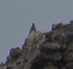 Tetraogallus himalayensis