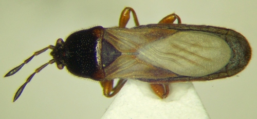 Dimorphopterus blissoides