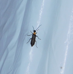 Podabrus flavicollis