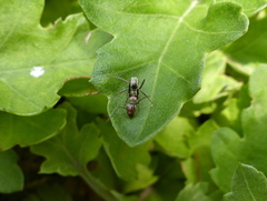 Camponotus vestitus