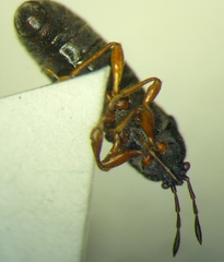 Dimorphopterus blissoides