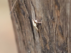 Autocharis jacobsalis