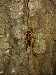 Ceuthophilus gracilipes