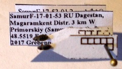 Dimorphopterus doriae