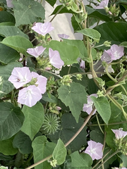 Jacquemontia paniculata