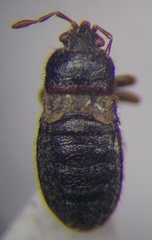 Dimorphopterus doriae