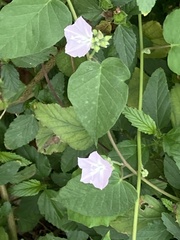 Jacquemontia paniculata