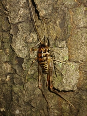 Ceuthophilus gracilipes