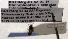 Dimorphopterus spinolae