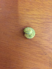 Cimbicidae