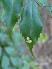 Phyllonoma laticuspis