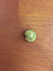 Cimbicidae
