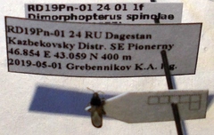 Dimorphopterus spinolae