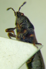 Dimorphopterus spinolae