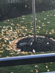 Sciurus carolinensis