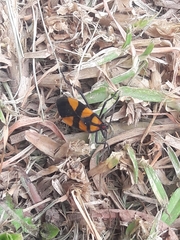 Oncopeltus varicolor