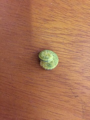 Cimbicidae