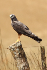Long-Winged Harrier photo 4