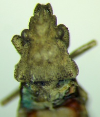 Diomphalus hispidulus