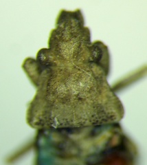 Diomphalus hispidulus