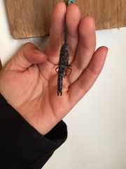 Aeshna interrupta interrupta