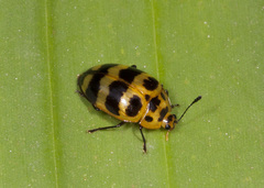 Prepopharus duponcheli