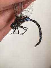Aeshna interrupta interrupta