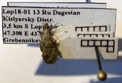 Diomphalus hispidulus