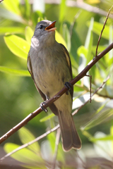 Camptostoma obsoletum