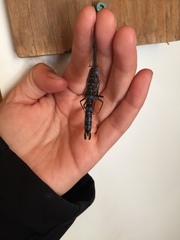 Aeshna interrupta interrupta