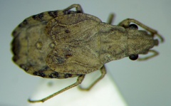 Diomphalus hispidulus