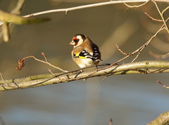 Carduelis carduelis
