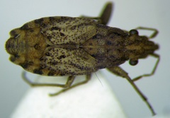 Diomphalus hispidulus