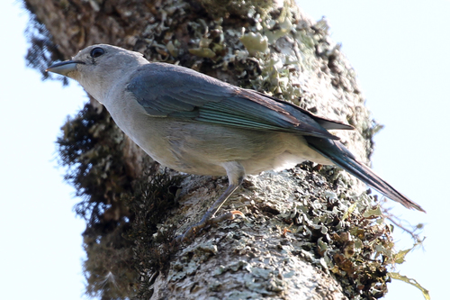 Sayaca Tanager