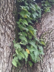 Pleopeltis michauxiana