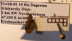 Diomphalus hispidulus